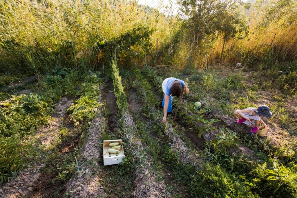 biogazdálkodás aranykalaszos gazdakent